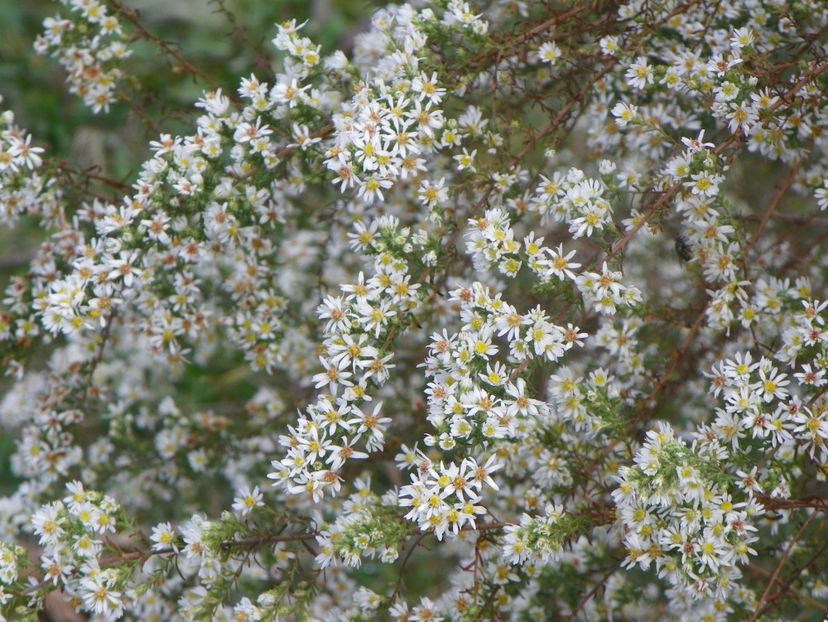 aster ericoides Schneetanne - Dobarland 2019 4