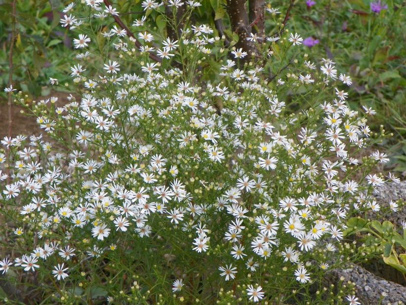 aster pringlei Monte Cassino - Dobarland 2019 4