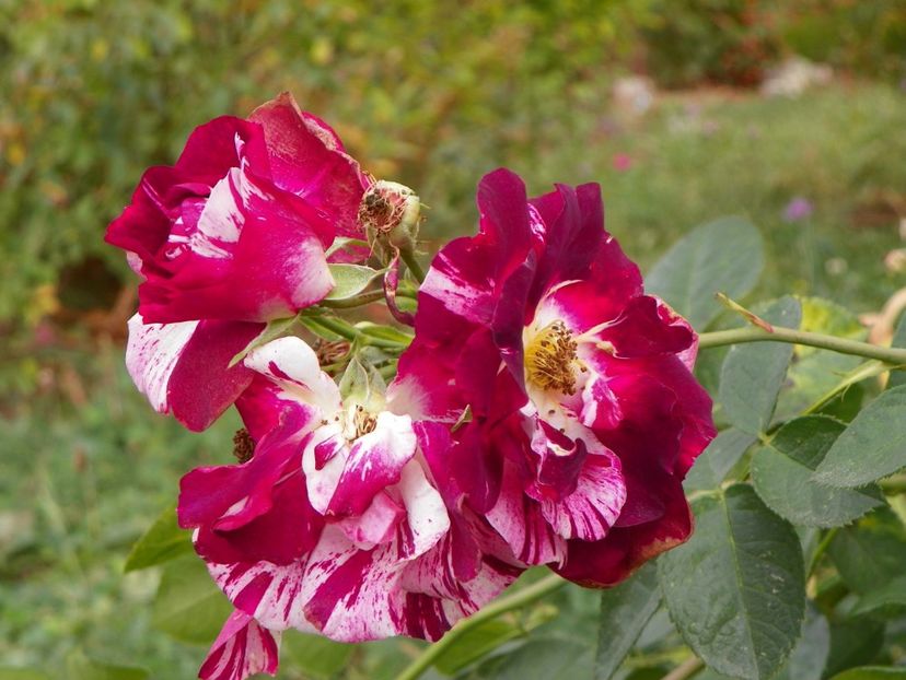 Purple Splash - Trandafiri 2019 5