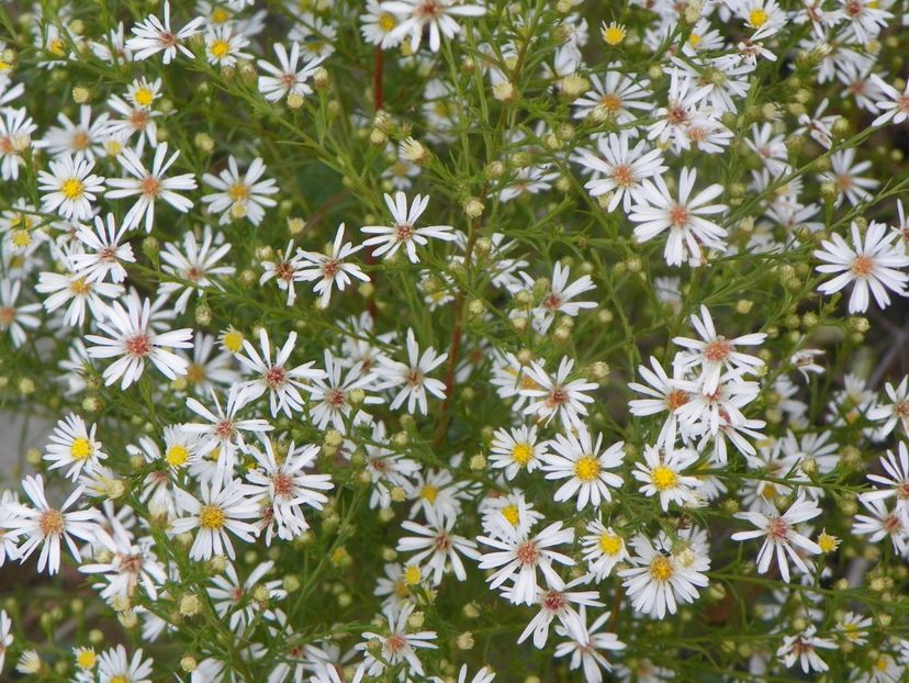 aster pringlei Monte Cassino - Dobarland 2019 4