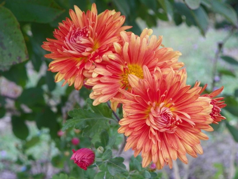 chrysanthemum Kleiner Bernstein - Dobarland 2019 4