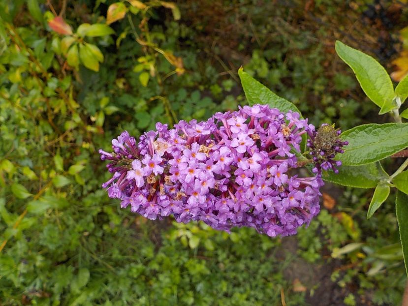  - liliac de vara 2019