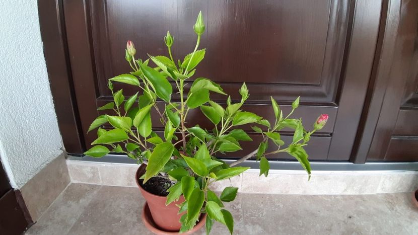 40ron roșu bătut - 1 VAND plante