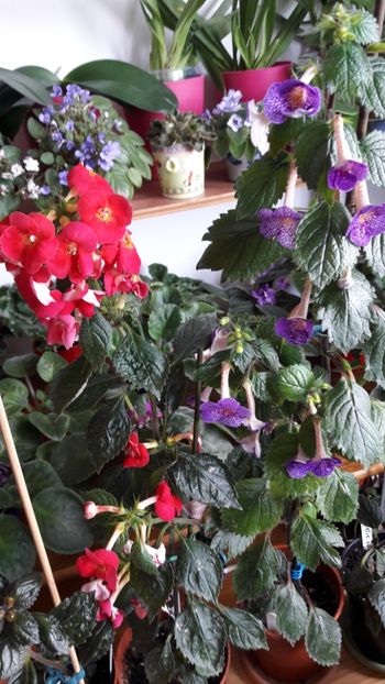 Putini au intrat in casa la caldurica - 10 Achimenes 2019