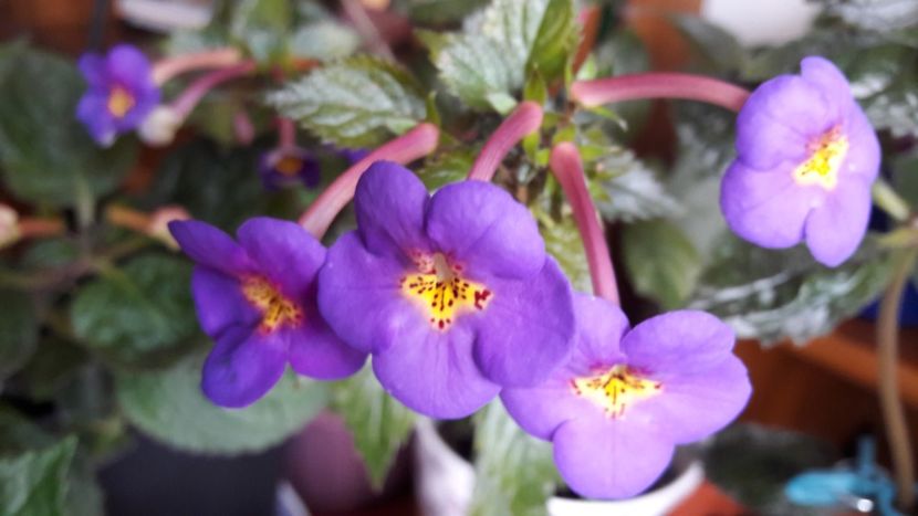  - 10 Achimenes 2019