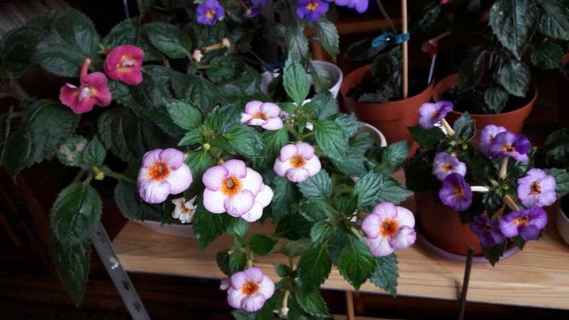  - 10 Achimenes 2019