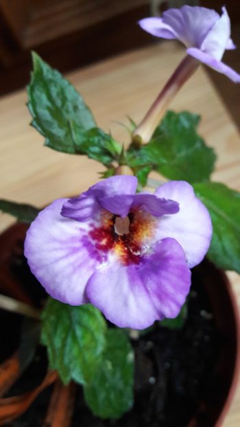  - 10 Achimenes 2019