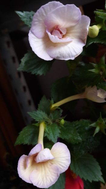  - 10 Achimenes 2019