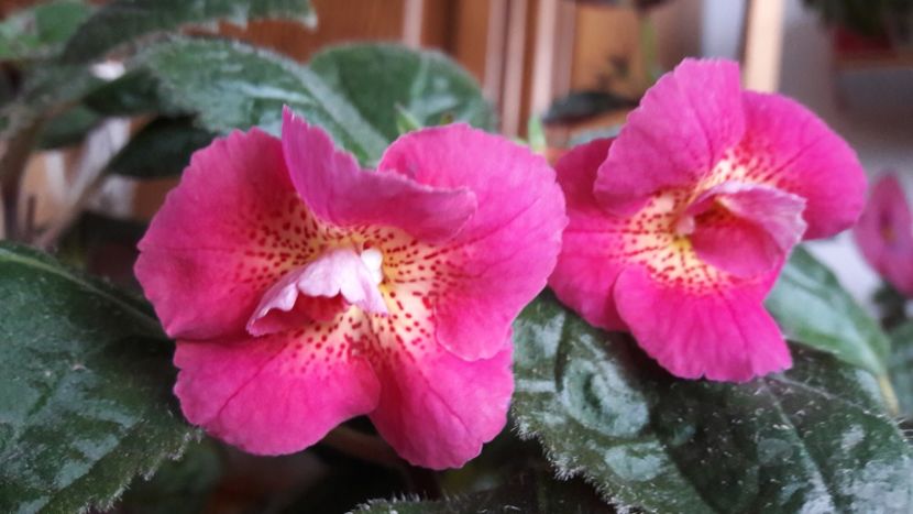  - 10 Achimenes 2019