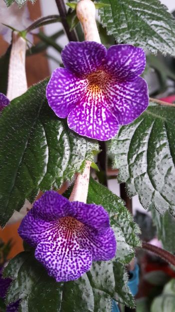  - 10 Achimenes 2019