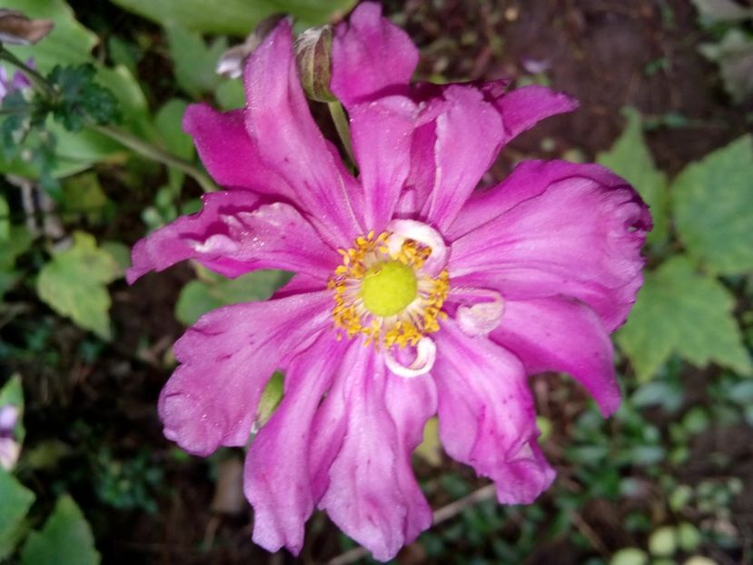  - Anemone de toamnă- sylvestris