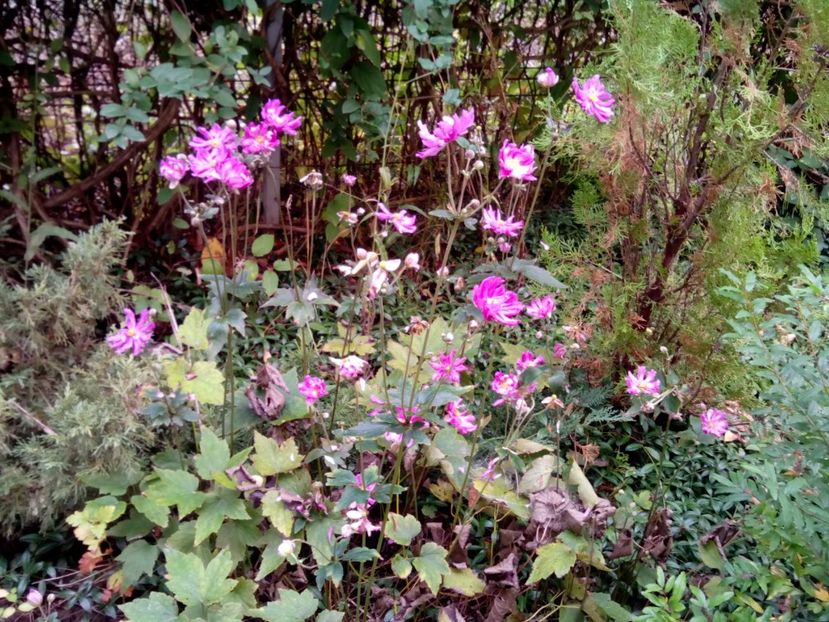  - Anemone de toamnă- sylvestris