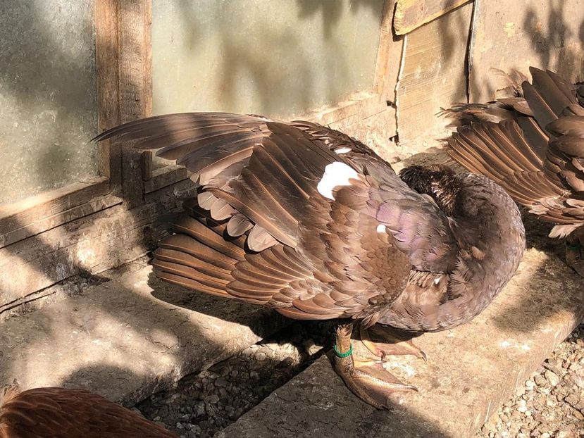  - bomboane de ciocolata