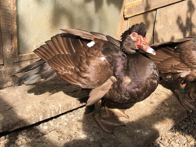  - bomboane de ciocolata