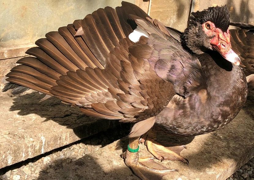  - bomboane de ciocolata