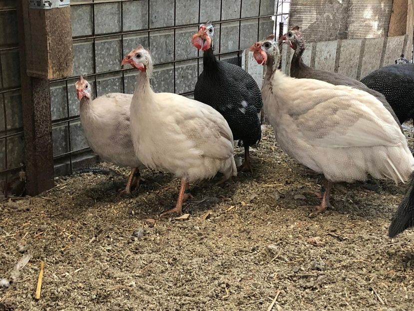 Perlhuhn - Expo LAUGARICIO CUP 2019 Slovacia