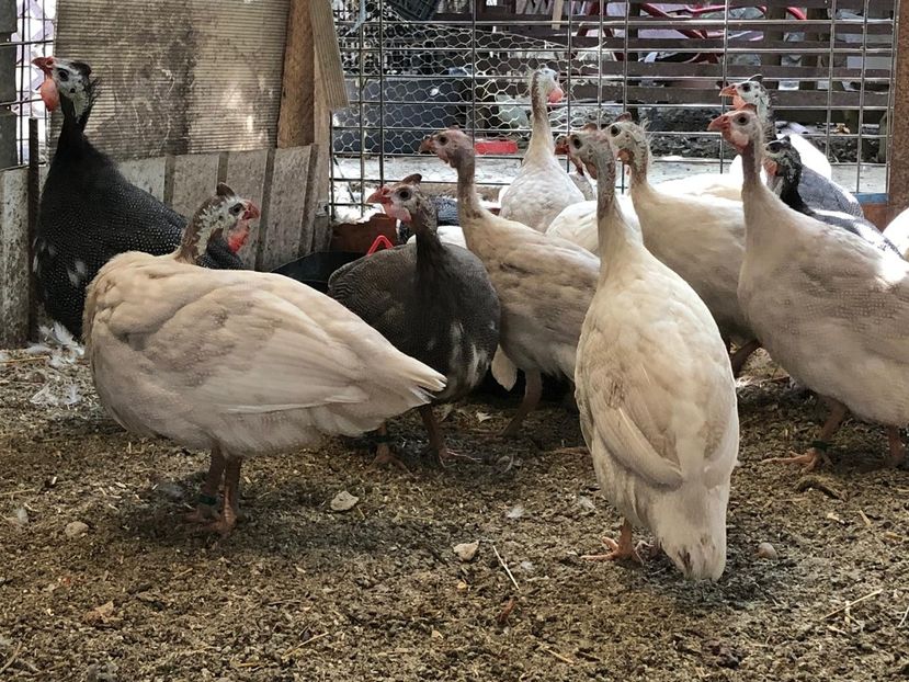  - Expo LAUGARICIO CUP 2019 Slovacia