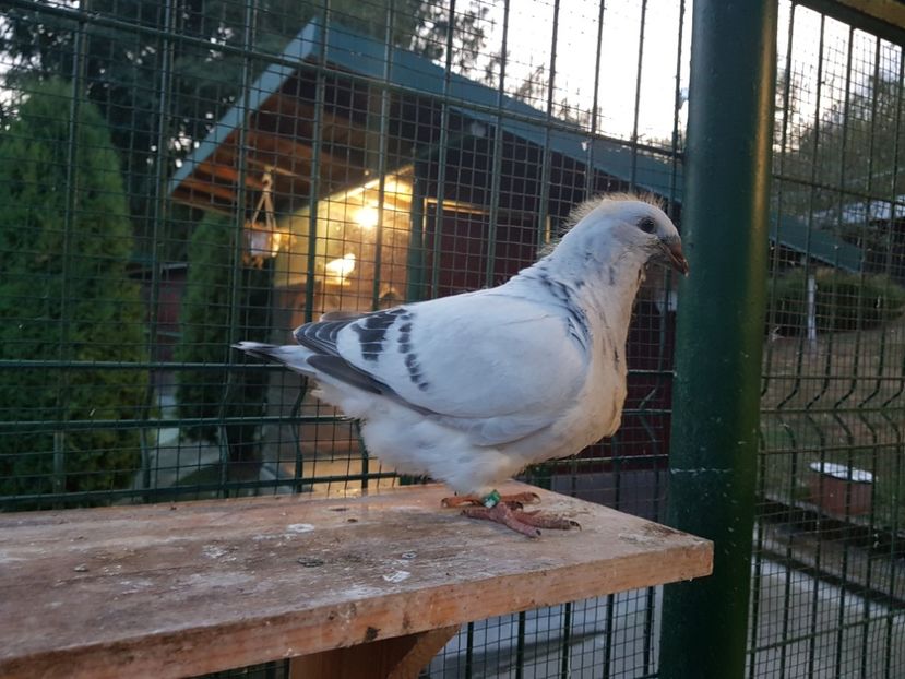 4446-19 - 0-VRdF-TINERET-2019