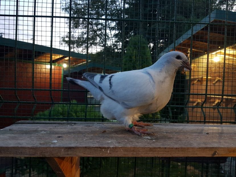 4441-19 - 0-VRdF-TINERET-2019