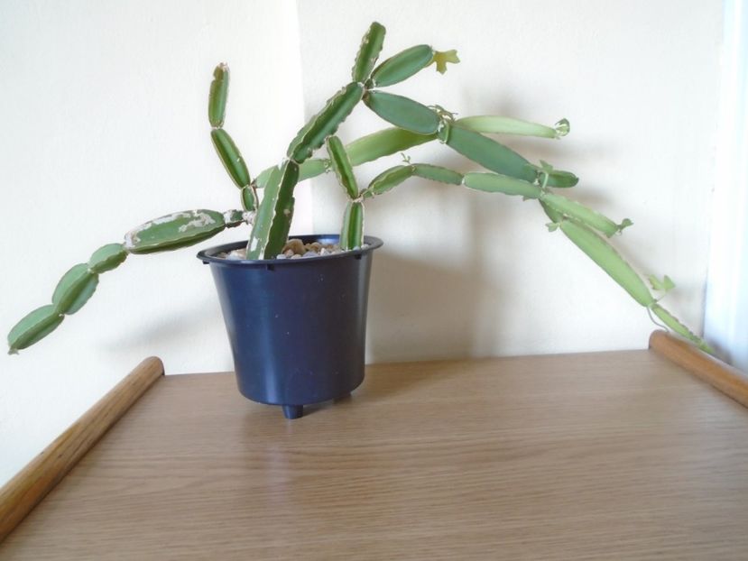Cissus quadrangularis - Suculente 2019