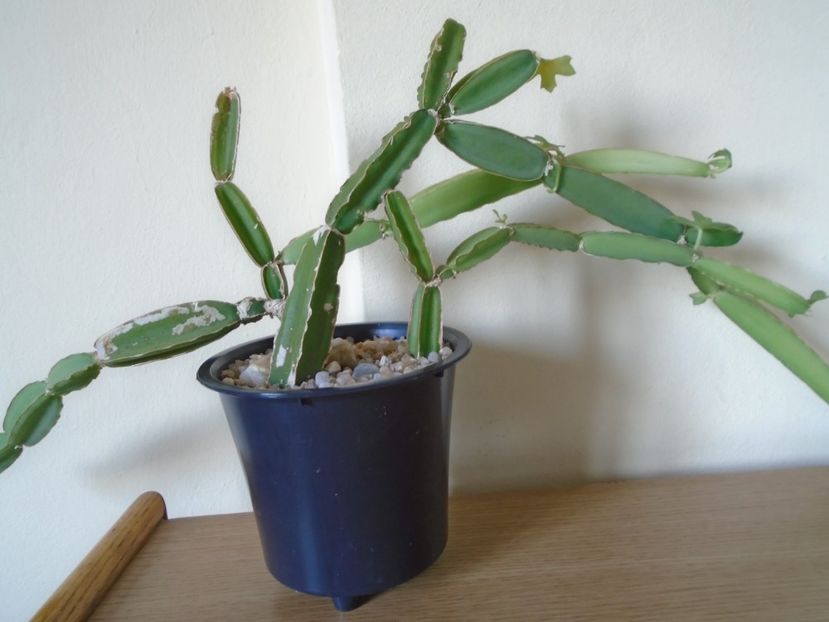 Cissus quadrangularis - Suculente 2019