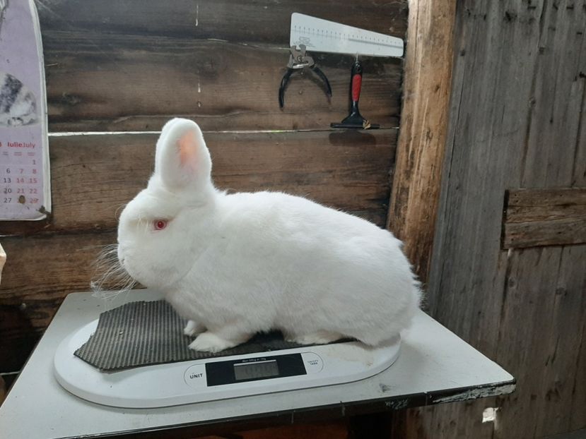 Mascul ianuarie - TINERET NEO ALB 2019