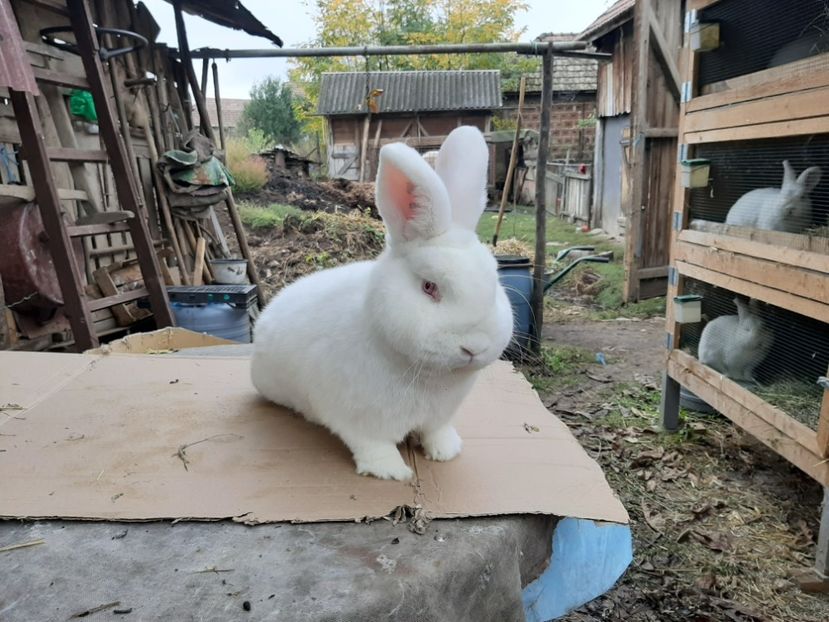 Mascul martie - TINERET NEO ALB 2019