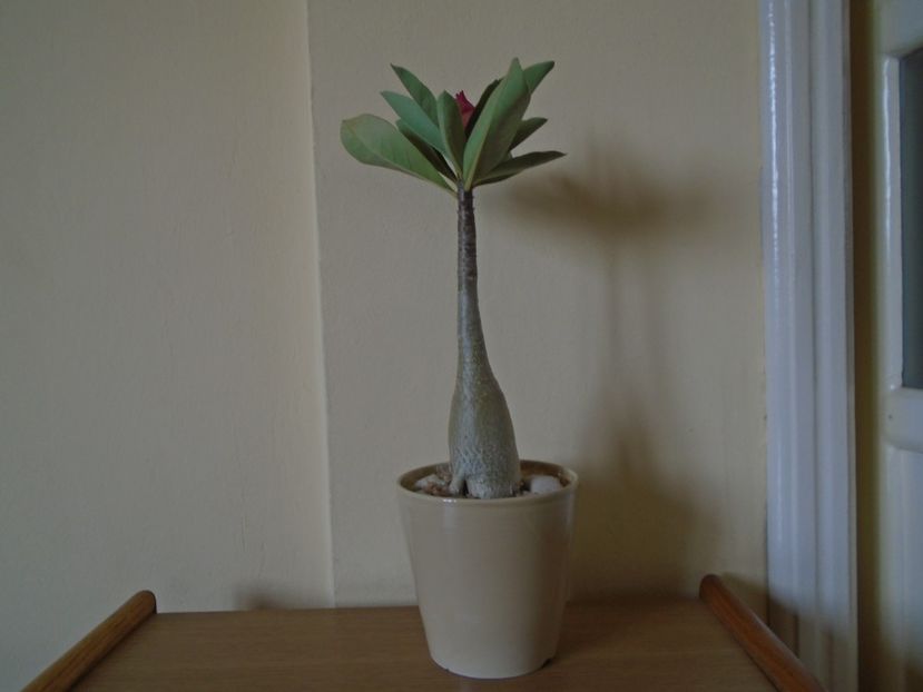 Adenium arabicum "Tiny Ding-dong" - Caudiciforme si bulbi 2019 bis