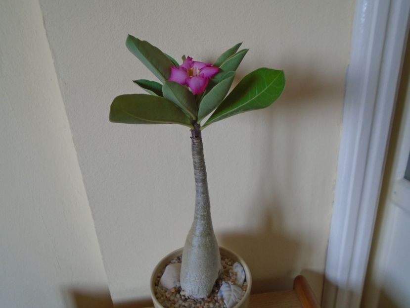 Adenium arabicum "Tiny Ding-dong" - Caudiciforme si bulbi 2019 bis