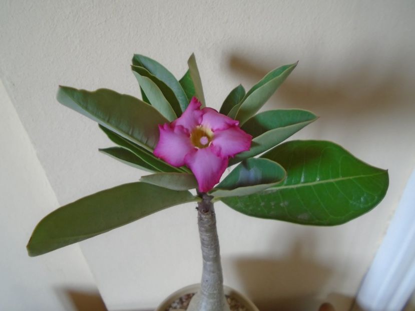 Adenium arabicum "Tiny Ding-dong" - Caudiciforme si bulbi 2019 bis