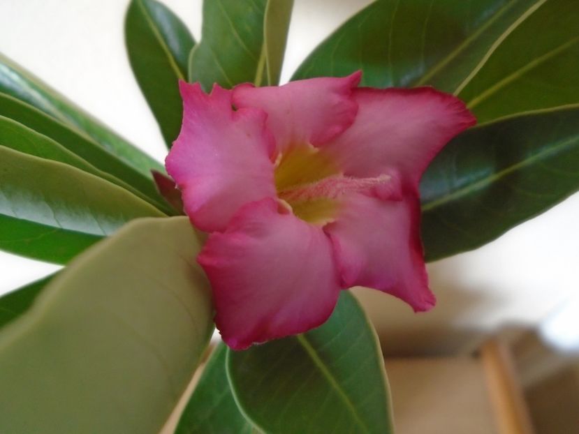 Adenium arabicum "Tiny Ding-dong" - Caudiciforme si bulbi 2019 bis