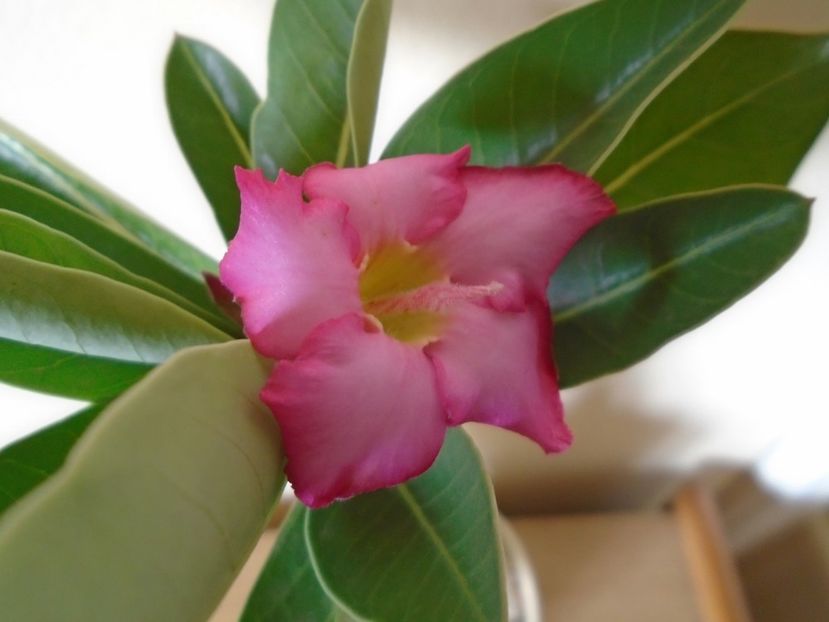 Adenium arabicum "Tiny Ding-dong" - Caudiciforme si bulbi 2019 bis