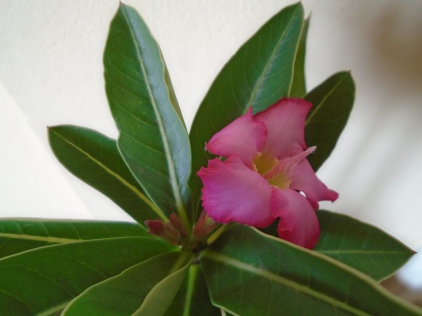 Adenium arabicum "Tiny Ding-dong" - Caudiciforme si bulbi 2019 bis