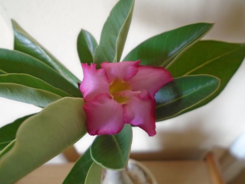 Adenium arabicum "Tiny Ding-dong" - Caudiciforme si bulbi 2019 bis