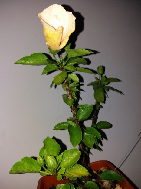  - Florile mele octombrie 2019