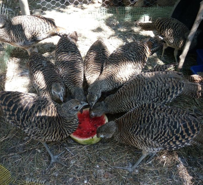 Tineret 2019 - Fazanul diamant