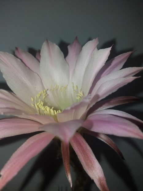  - Florile mele octombrie 2019