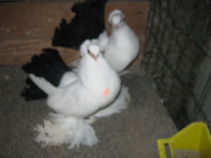 per. nr. 3 - nordcaucazieni matca pentru 2020