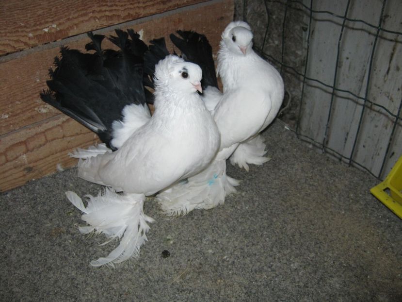 per. nr.4 - nordcaucazieni matca pentru 2020