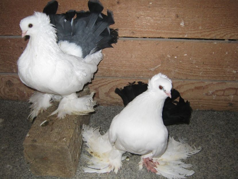  - nordcaucazieni matca pentru 2020