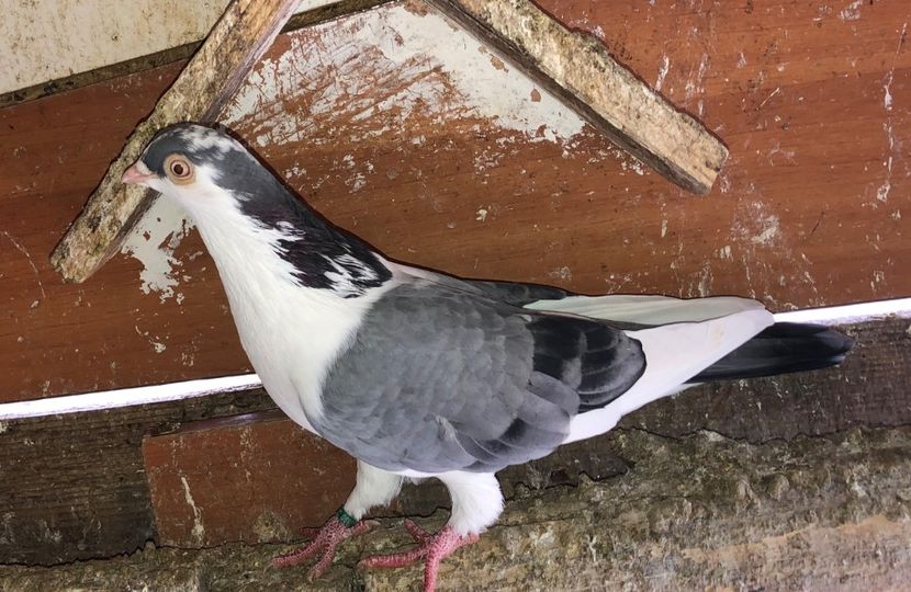 femelă  2019 - 02 de prin volieră