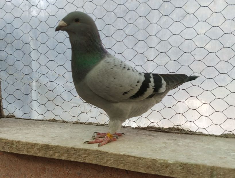 1 - Pui voiajor standard 2019 - partea2