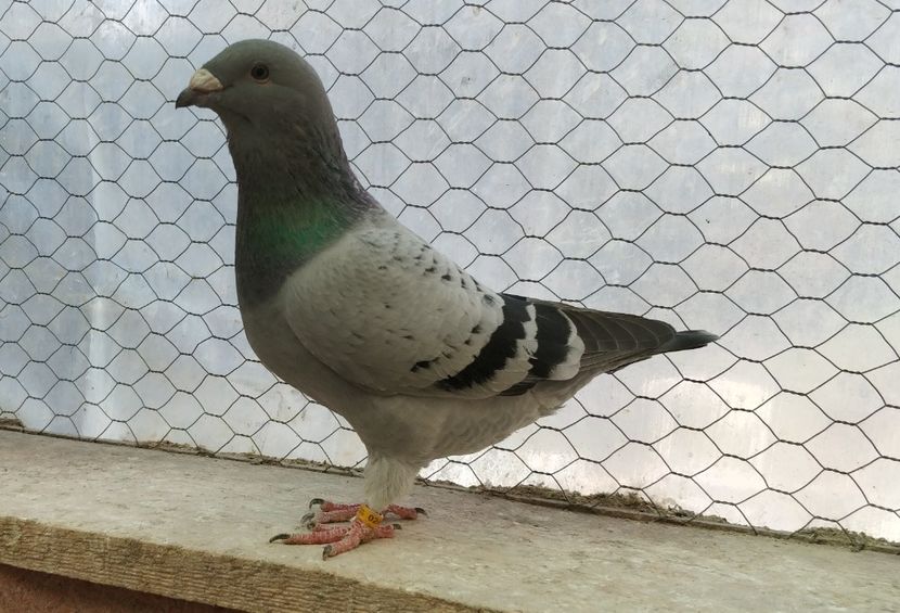 2 - Pui voiajor standard 2019 - partea2