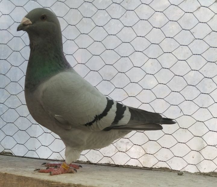 5 - Pui voiajor standard 2019 - partea2