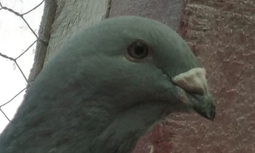 8 - Pui voiajor standard 2019 - partea2