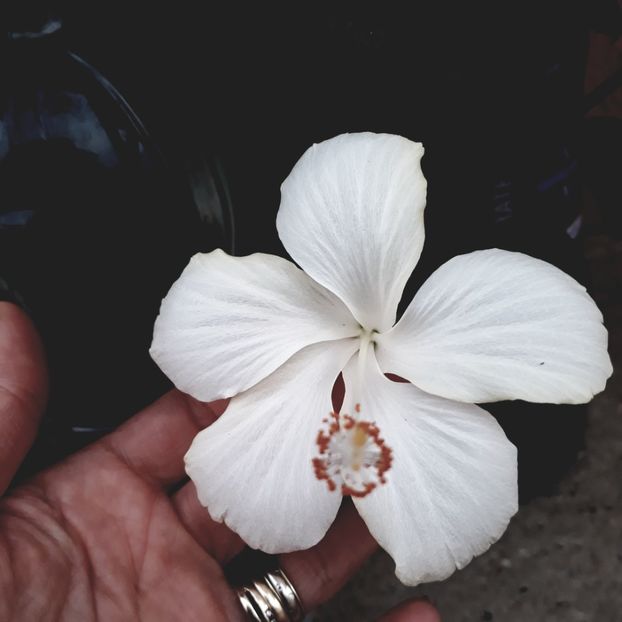Dainty White - 15 lei - Disponibil lastari neinradacinati de hibiscus II