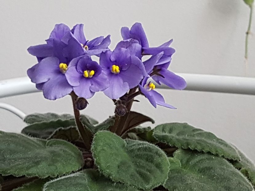  - Violete no name
