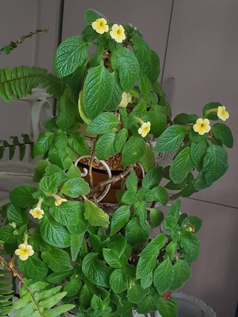 Episcia Tropical Topas - Alte plante de interior