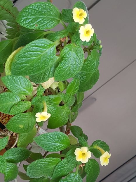  - Alte plante de interior