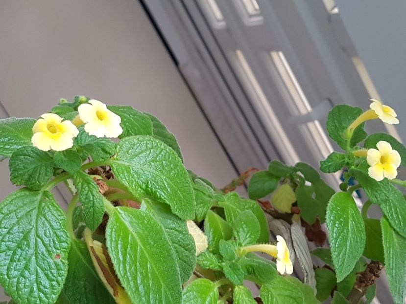  - Alte plante de interior